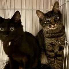 野良猫家族里親募集