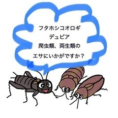 ②フタホシコオロギ&デュビア