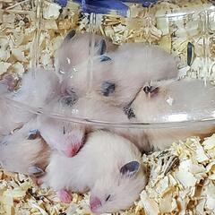 キンクマハムスター