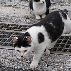 可愛い白黒の猫