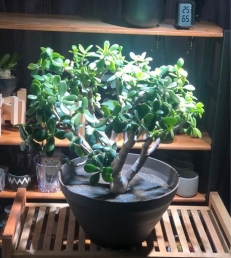 金のなる木　大株　2