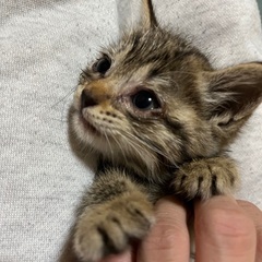かわいいアメショ柄
