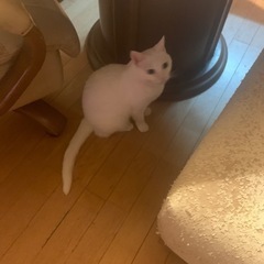 3歳くらいになってしまっている猫達ですが - 木更津市