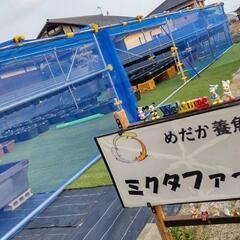 【メダカ】めだか養魚場  ミクタファーム 