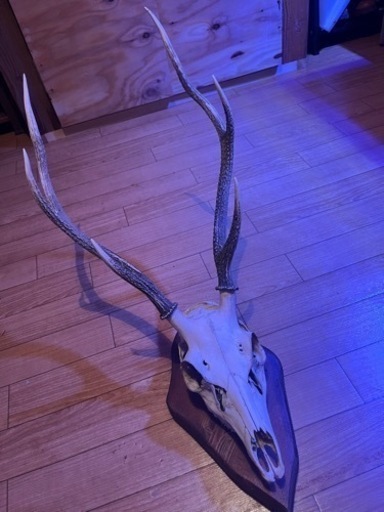 鹿の骨格標本壁掛け　残り2つです。早い者勝ち