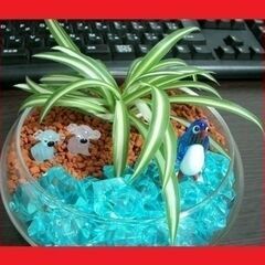 【発送可】観葉植物　ナカフオリヅルラン（中斑折鶴蘭）子株５株　強く育て易い　※増えます①の画像