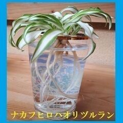 【発送可】観葉植物　ナカフオリヅルラン（中斑折鶴蘭）子株５株　強く育て易い　※増えます①の画像