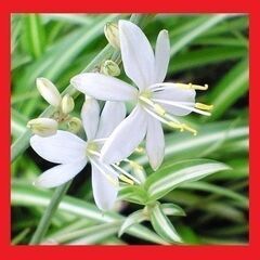 【発送可】観葉植物　ナカフオリヅルラン（中斑折鶴蘭）子株５株　強く育て易い　※増えます①の画像