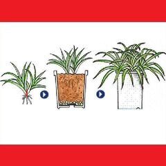 【発送可】観葉植物　ナカフオリヅルラン（中斑折鶴蘭）子株５株　強く育て易い　※増えます①の画像