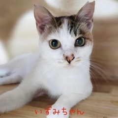 スリスリしてくれ美猫さん【譲渡会参加】