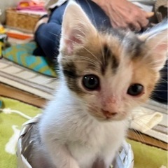 ハンデのある1ヶ月の女の子