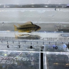 アピストグラマ　カカトゥオイデス（ブリード）1匹の画像