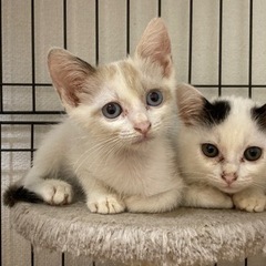 豆大福柄のおっとりさん🌸マハナ(トライアル決定) − 沖縄県