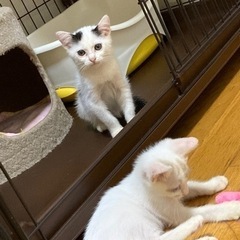豆大福柄のおっとりさん🌸マハナ(トライアル決定) - 猫