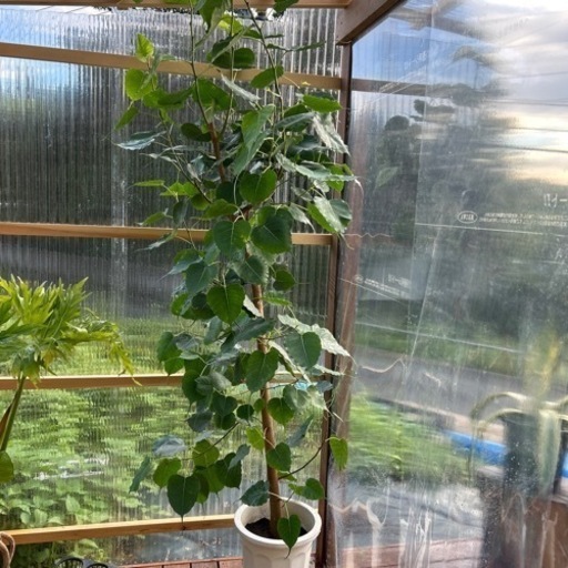 インドボダイジュ　10号　観葉植物