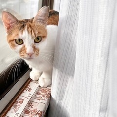 怖がりだけど甘えん坊の美猫さん