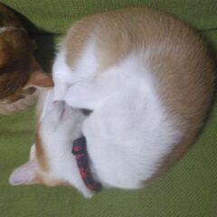 三匹の子猫です