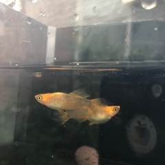竜章鳳姿　メダカ　稚魚10匹1500円の画像
