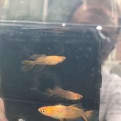 竜章鳳姿　メダカ　稚魚10匹1500円