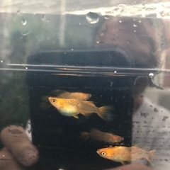 竜章鳳姿　メダカ　稚魚10匹1500円の画像