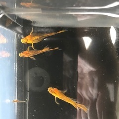 竜章鳳姿　メダカ　稚魚10匹1500円の画像