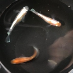 ✨夢中メダカ様血統　レッドクリフ紅白　メダカ　稚魚10匹1500円の画像