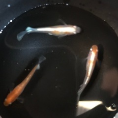 ✨夢中メダカ様血統　レッドクリフ紅白　メダカ　稚魚10匹1500円の画像