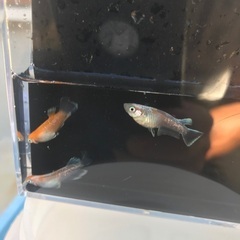 ✨夢中メダカ様血統　レッドクリフ紅白　メダカ　稚魚10匹1500円の画像
