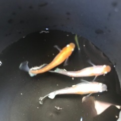 ✨夢中メダカ様血統　レッドクリフ紅白　メダカ　稚魚10匹1500円の画像