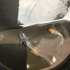 サボラメ　リアルロングフィン　メダカ　稚魚 1匹100円