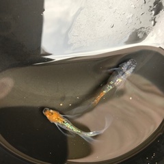 サボラメ　リアルロングフィン　メダカ　稚魚 1匹100円の画像