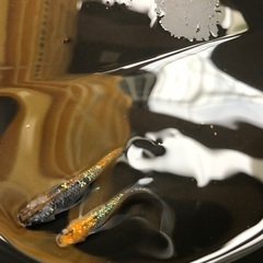 サボラメ　リアルロングフィン　メダカ　稚魚 1匹100円の画像