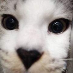 保護猫オス6ヶ月です。里親交渉中