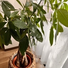 値下げしました！観葉植物、カゴ&受け皿の3点セット🪴の画像