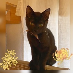 可愛いらし😍黒猫姉妹ショコラ・シフォンちゃん3ヶ月