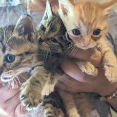 保護猫　チャトラ　2ヶ月　
