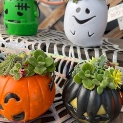 ハロウィン🎃👻多肉の寄せ植えの画像