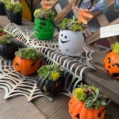 ハロウィン🎃👻多肉の寄せ植えの画像