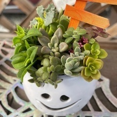 ハロウィン🎃👻多肉の寄せ植え
