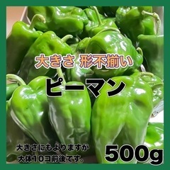 完売！ありがとう御座いました(^^)訳あり 大きさ色々 ピーマン...