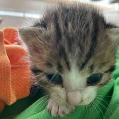 ちまちまにゃんこ