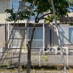 柿の木　2本の画像
