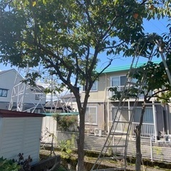 柿の木　2本の画像