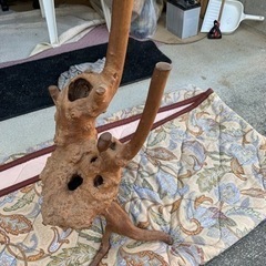 木の株の画像