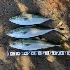 釣り友募集