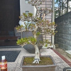 【取引中】盆栽　さつき