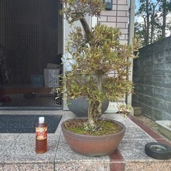【お話し中】盆栽　さつき