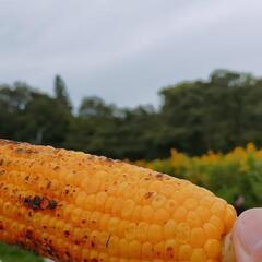 決定済■今日12日(木)か13日(金)□食事行ける方募集！( ﾟ...