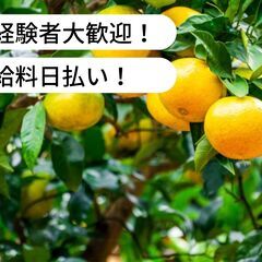 【日払い】愛媛県宇和島市吉田町立間でみかんの収穫のお仕事！【単発...