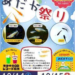 今年最後のめだか祭り♫10/14（土）・10/15(日)